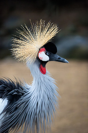 Grey Crowned Crane