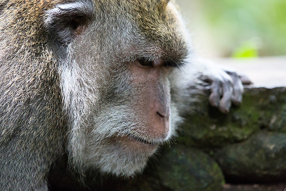 Contemplative Monkey