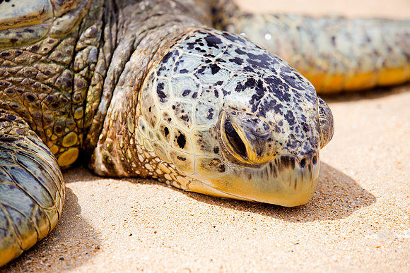 Green Sea Turtle