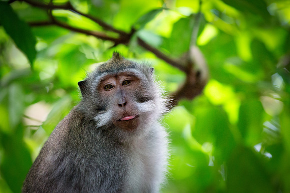 Cheeky Monkey