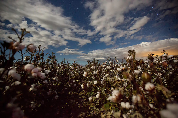 Stars over Cotton 2