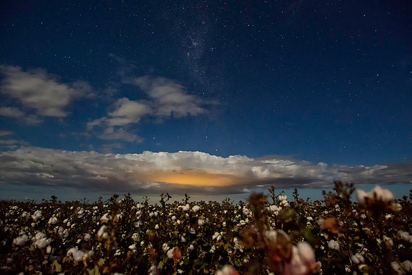 Stars over Cotton 4