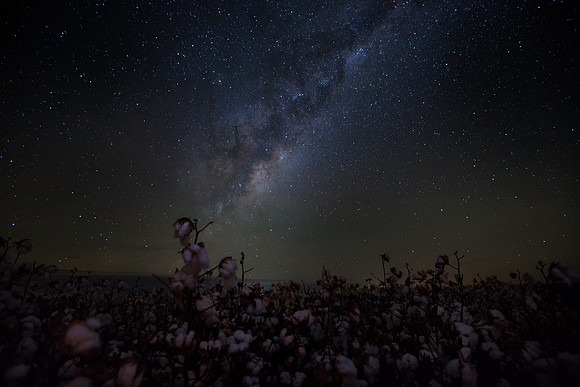 Astro Cotton 2