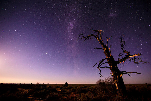 Lonely Tree