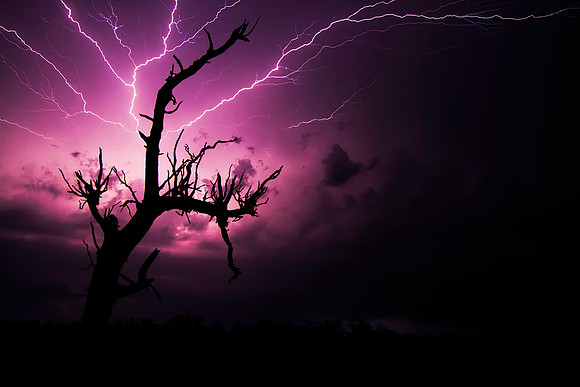Lightning Tree