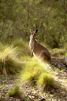 Natures Critters