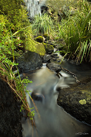 Dawsons Springs Signed