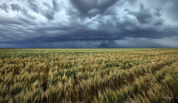 Wheat Storm