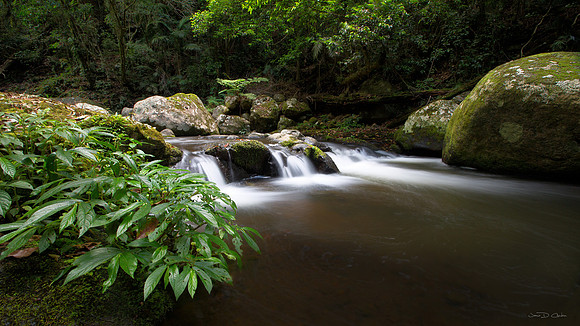 Tropical Creek