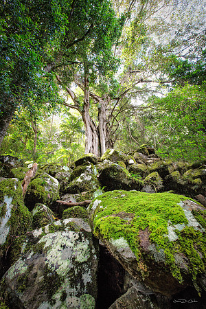 The Tree